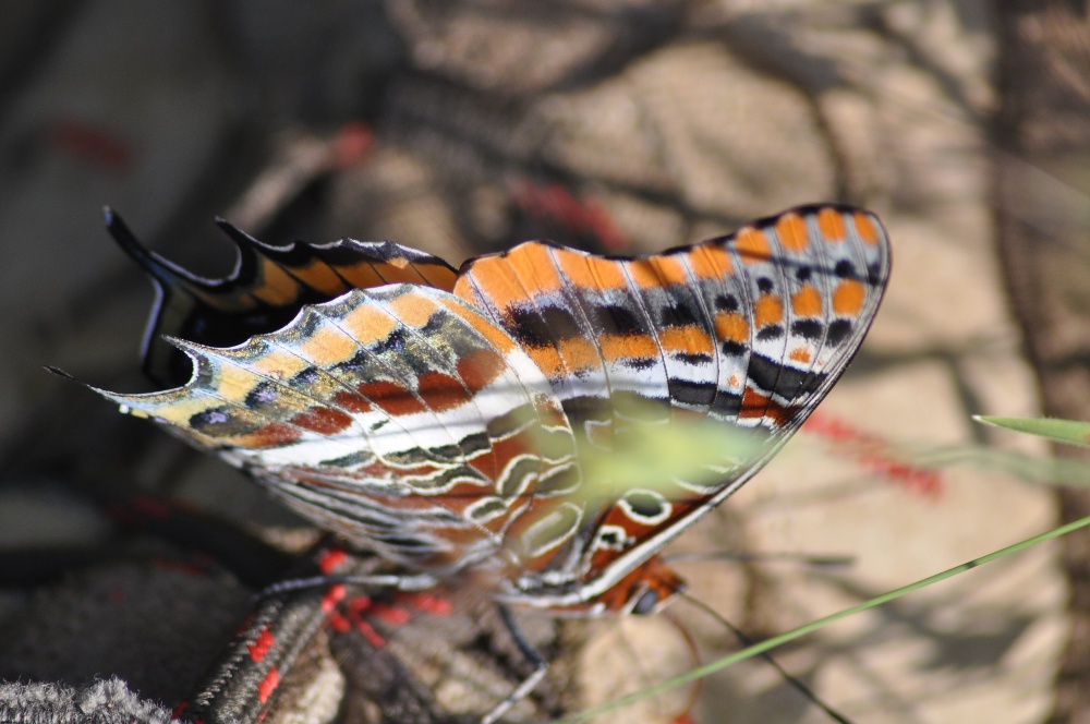 Charaxes jasius.....quasi!